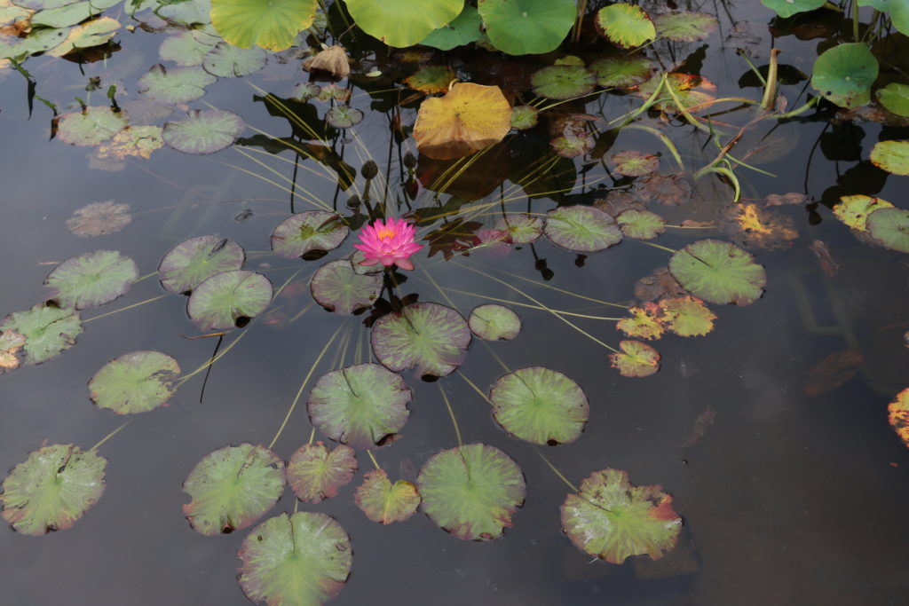 2021 ISG Hardy waterlily 06 - September 15 2021
