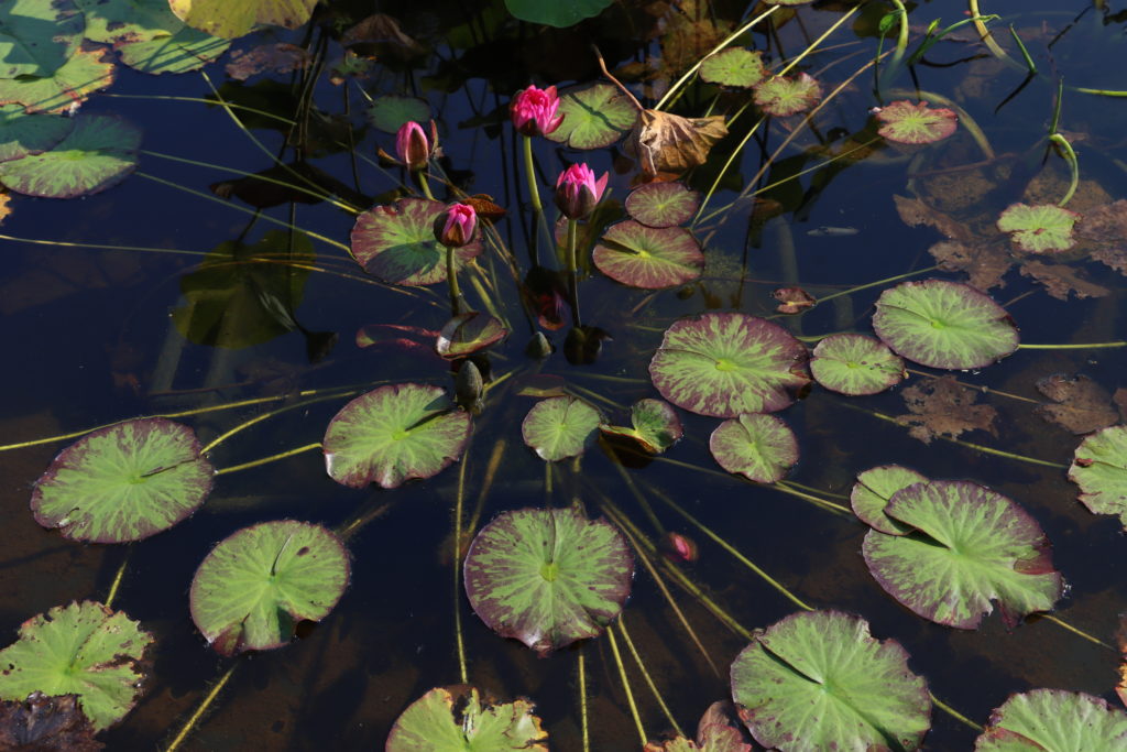 2021 ISG Hardy waterlily 06 - September 22 2021