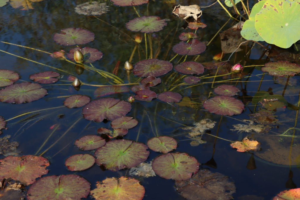 2021 ISG Hardy waterlily 06 - October 12 2021