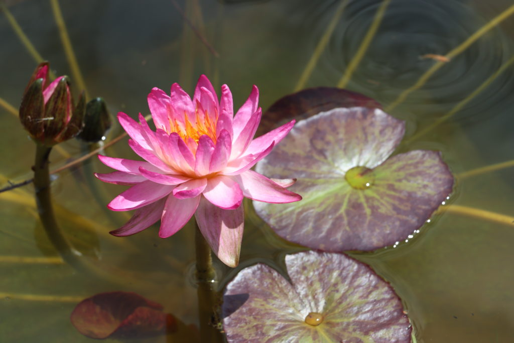 2021 ISG Hardy waterlily 06 - July 16 2021