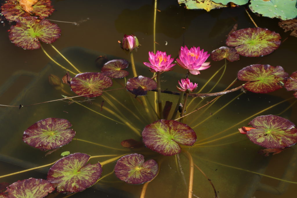 2021 ISG Hardy waterlily 06 - July 22 2021