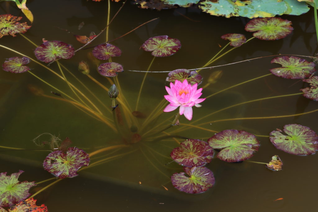 2021 ISG Hardy waterlily 06 - July 28 2021
