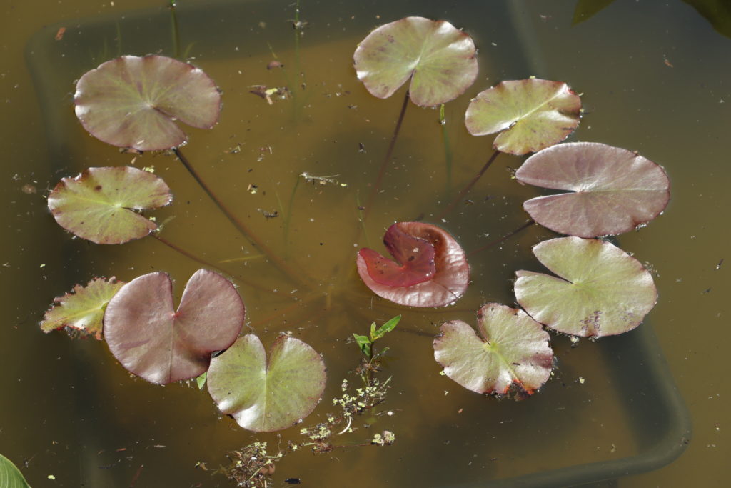 2021 ISG Hardy waterlily 07 - June 10 2021