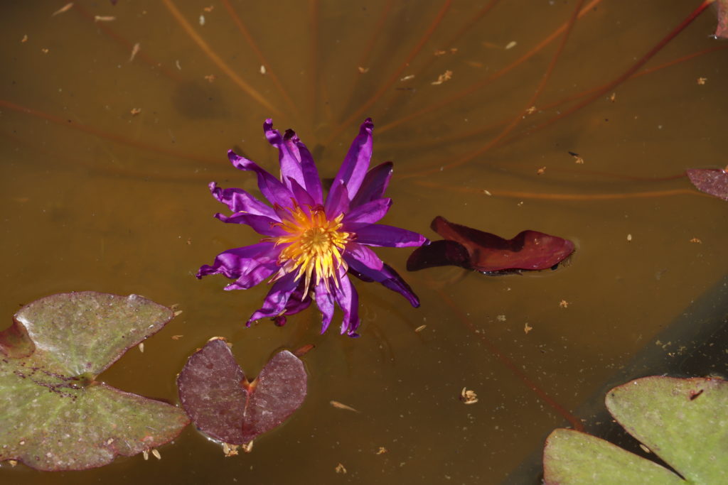 2021 ISG Hardy waterlily 07 - June 21 2021