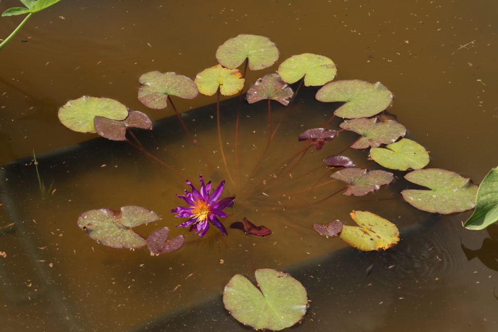 2021 ISG Hardy waterlily 07 - June 21 2021