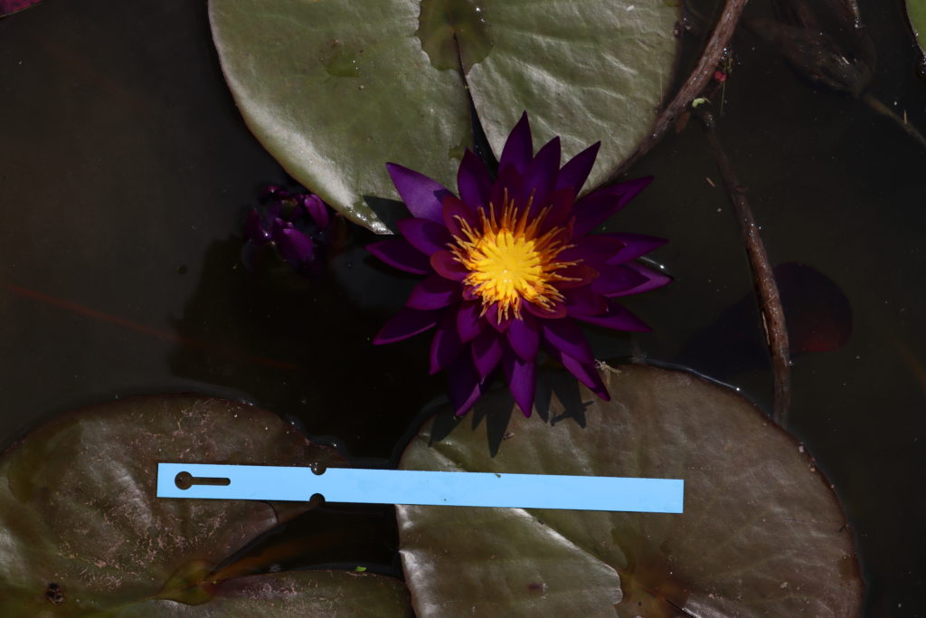 2021 ISG Hardy waterlily 07 - August 27 2021