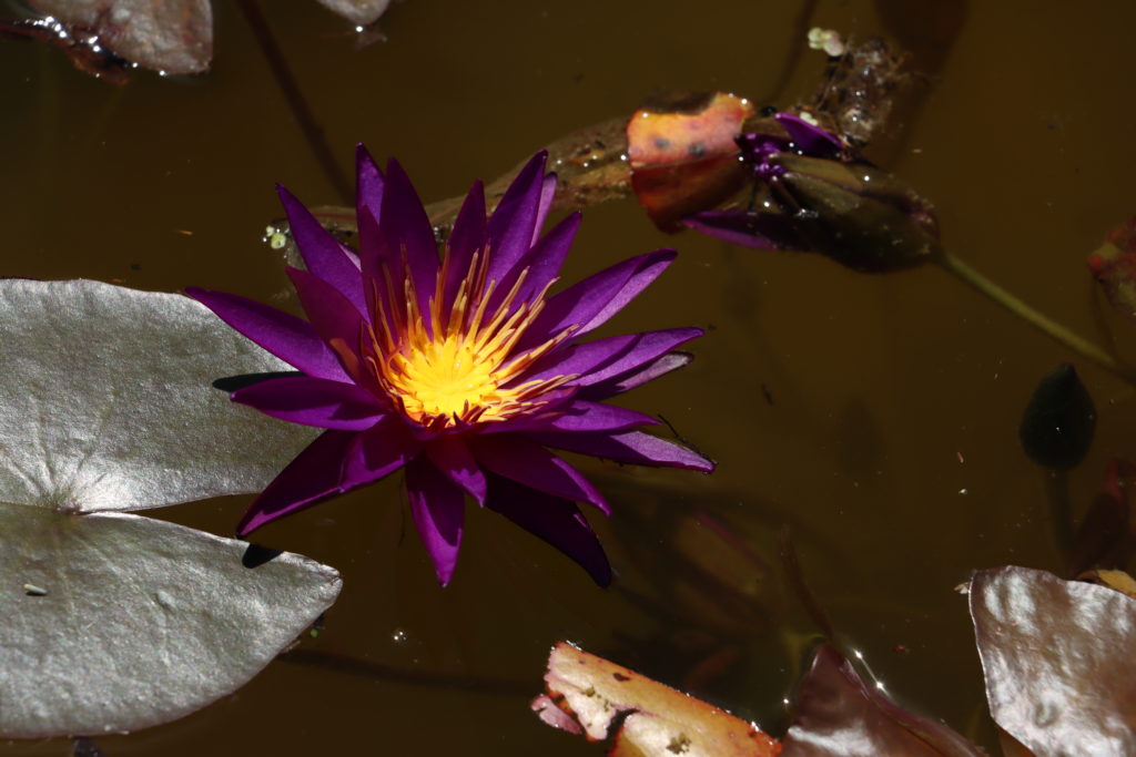 2021 ISG Hardy waterlily 07 - July 09 2021