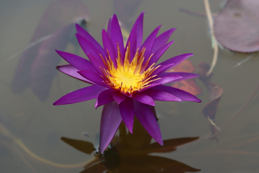 2021 ISG Hardy waterlily 07 - July 13 2021