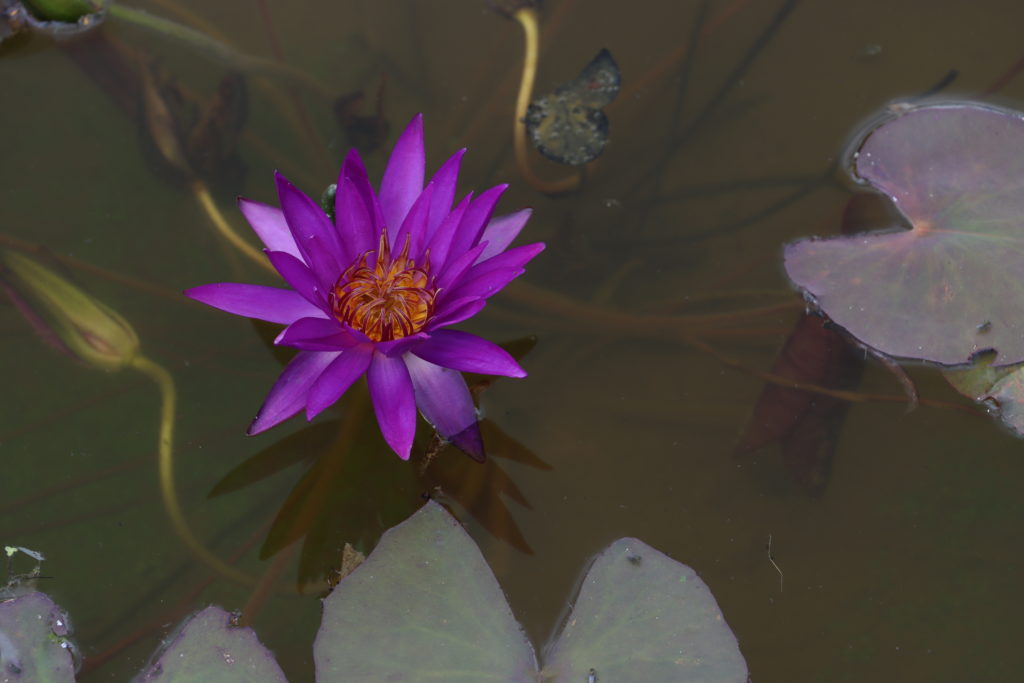 2021 ISG Hardy waterlily 07 - July 15 2021
