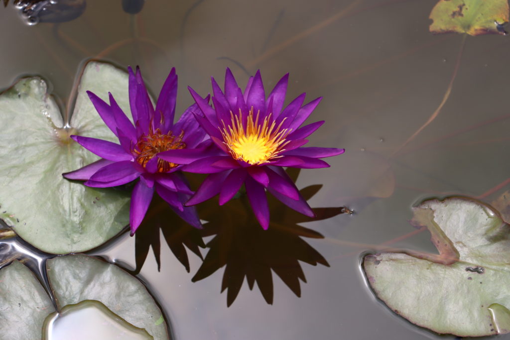 2021 ISG Hardy waterlily 07 - July 25 2021
