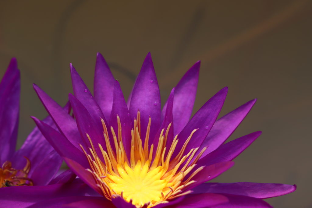 2021 ISG Hardy waterlily 07 - July 25 2021
