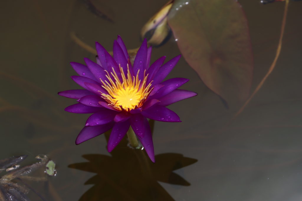 2021 ISG Hardy waterlily 07 - July 28 2021