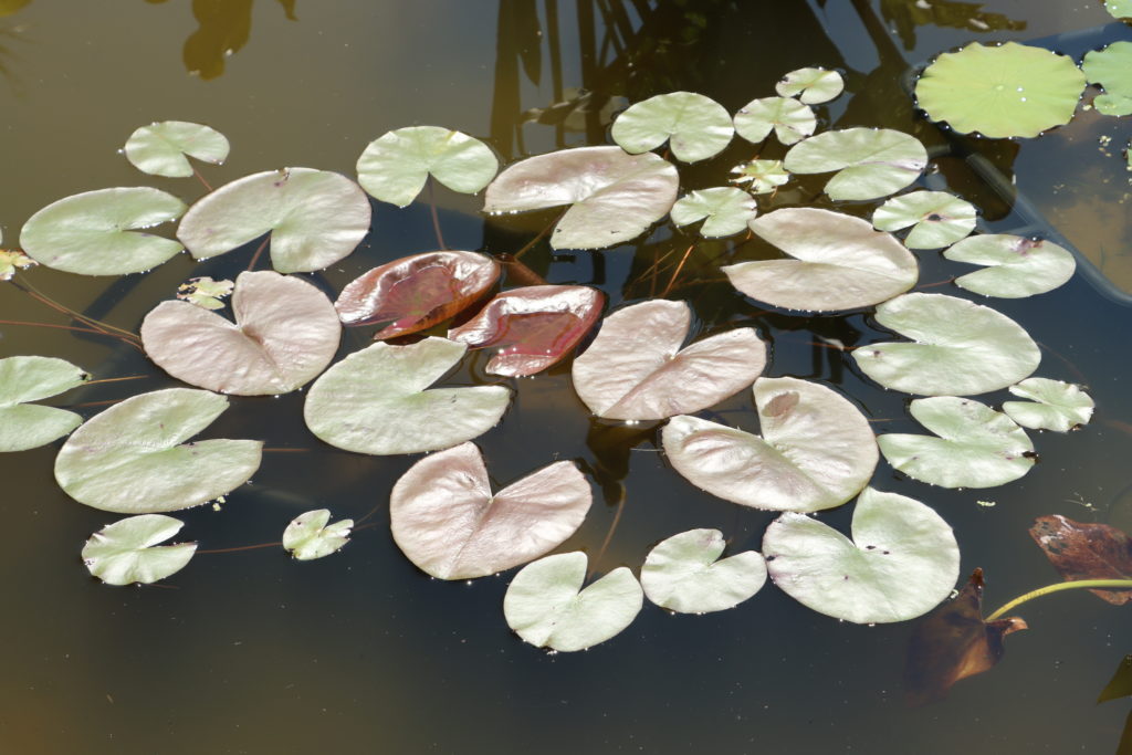 2021 ISG Hardy waterlily 08 - June 10 2021