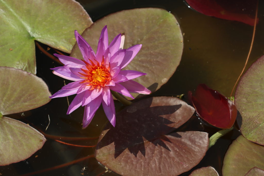 2021 ISG Hardy waterlily 08 - June 21 2021