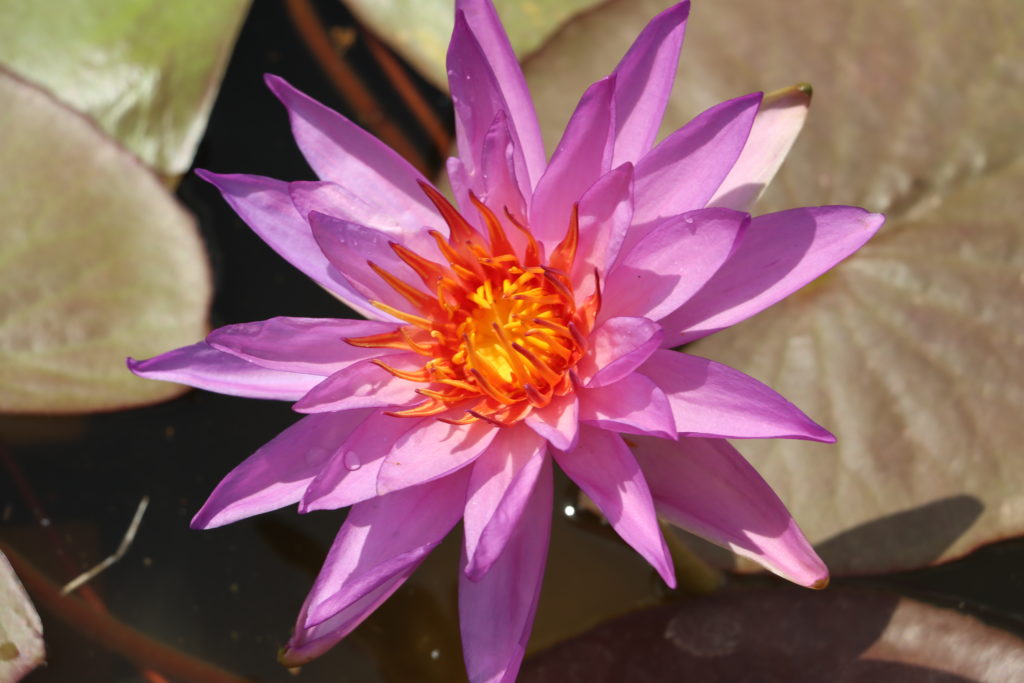 2021 ISG Hardy waterlily 08 - June 21 2021