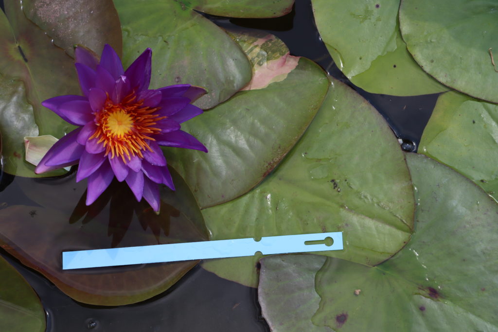 2021 ISG Hardy waterlily 08 - August 27 2021