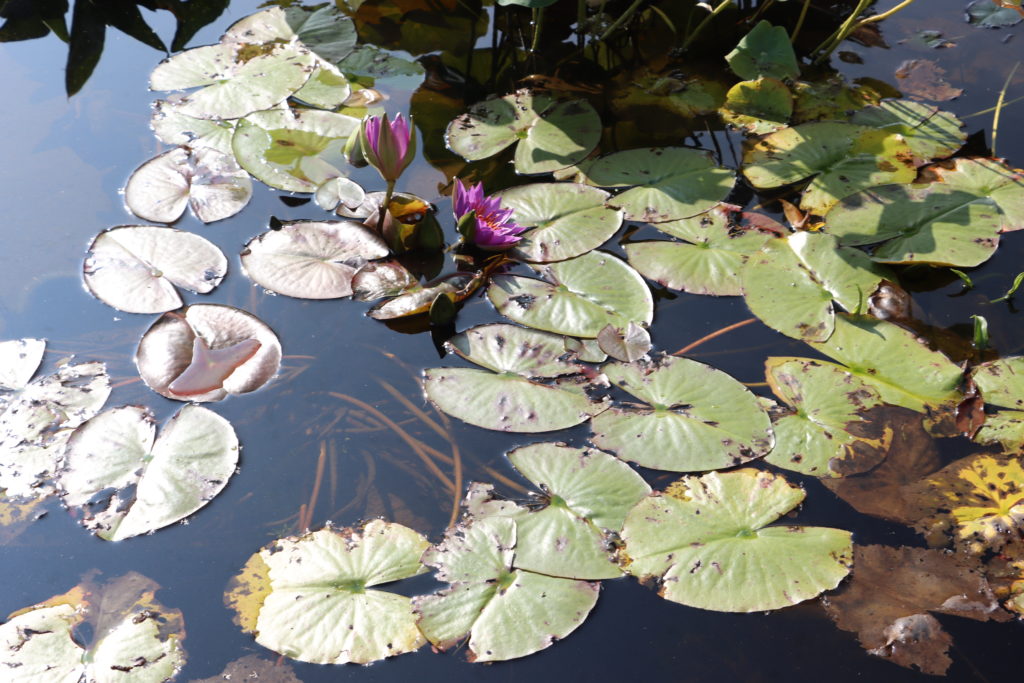 2021 ISG Hardy waterlily 08 - September 22 2021