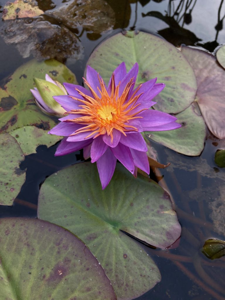 2021 ISG Hardy waterlily 08