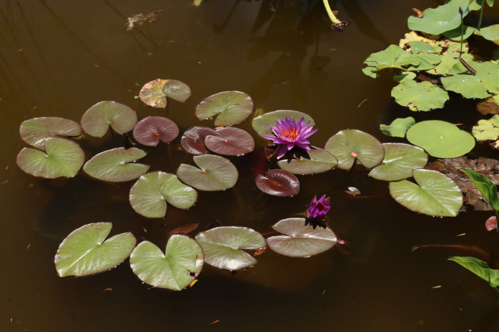 2021 ISG Hardy waterlily 08 - July 09 2021