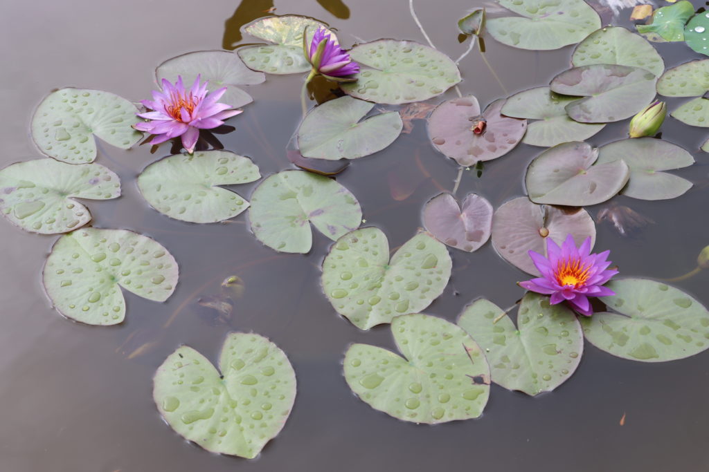 2021 ISG Hardy waterlily 08 - July 13 2021