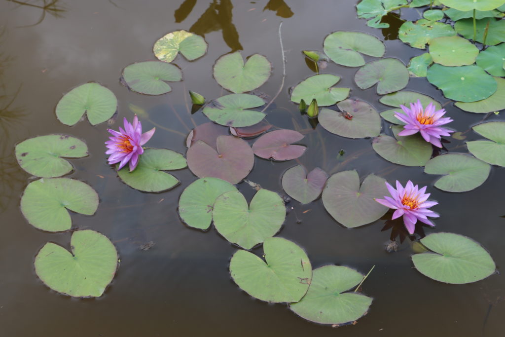 2021 ISG Hardy waterlily 08 - July 15 2021