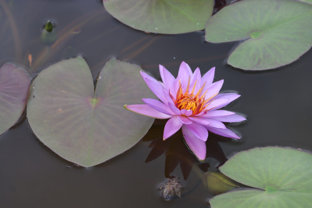 2021 ISG Hardy waterlily 08 - July 15 2021