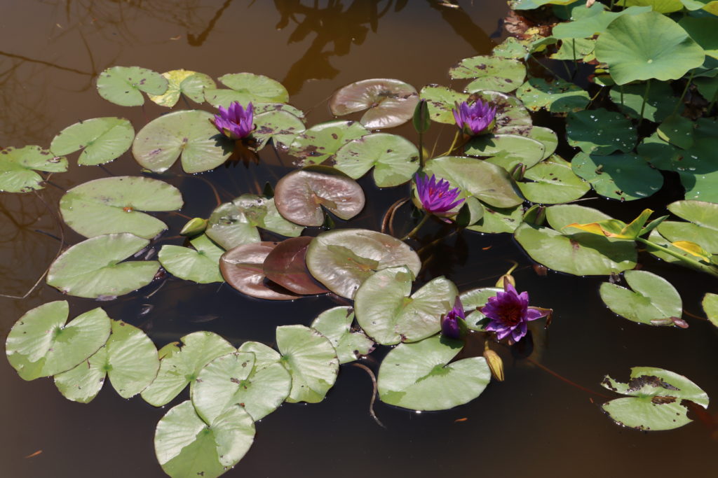 2021 ISG Hardy waterlily 08 - July 22 2021
