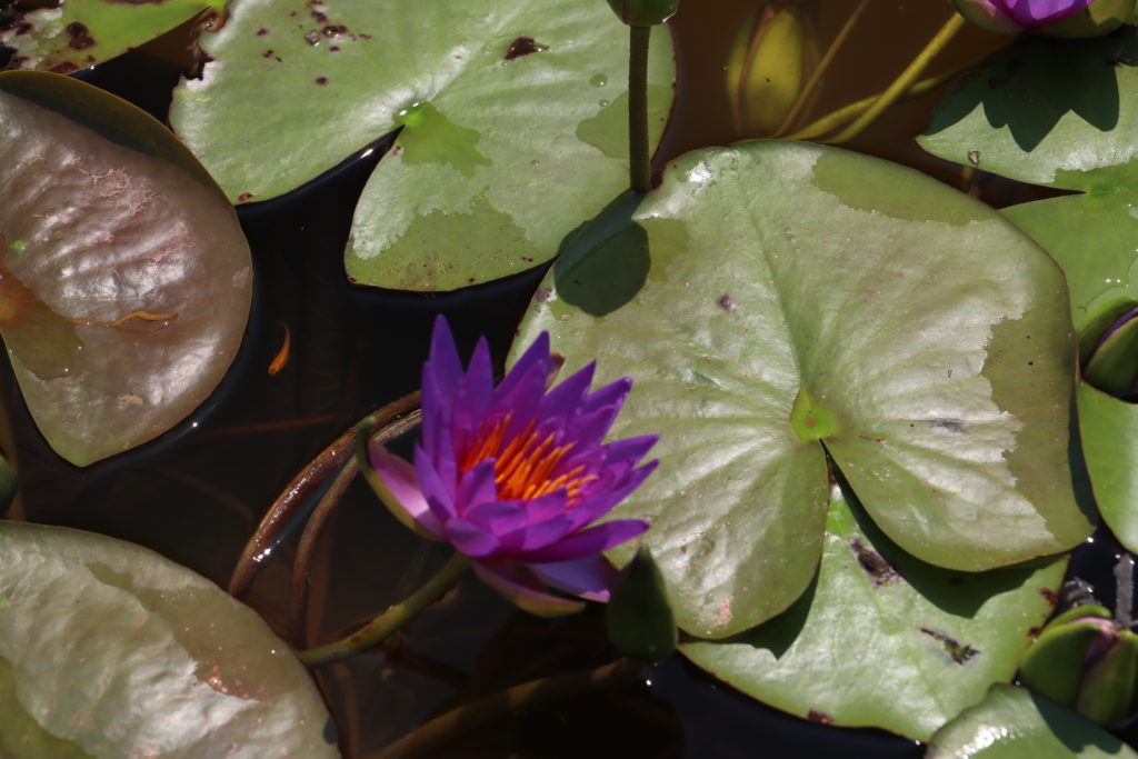 2021 ISG Hardy waterlily 08 - July 22 2021