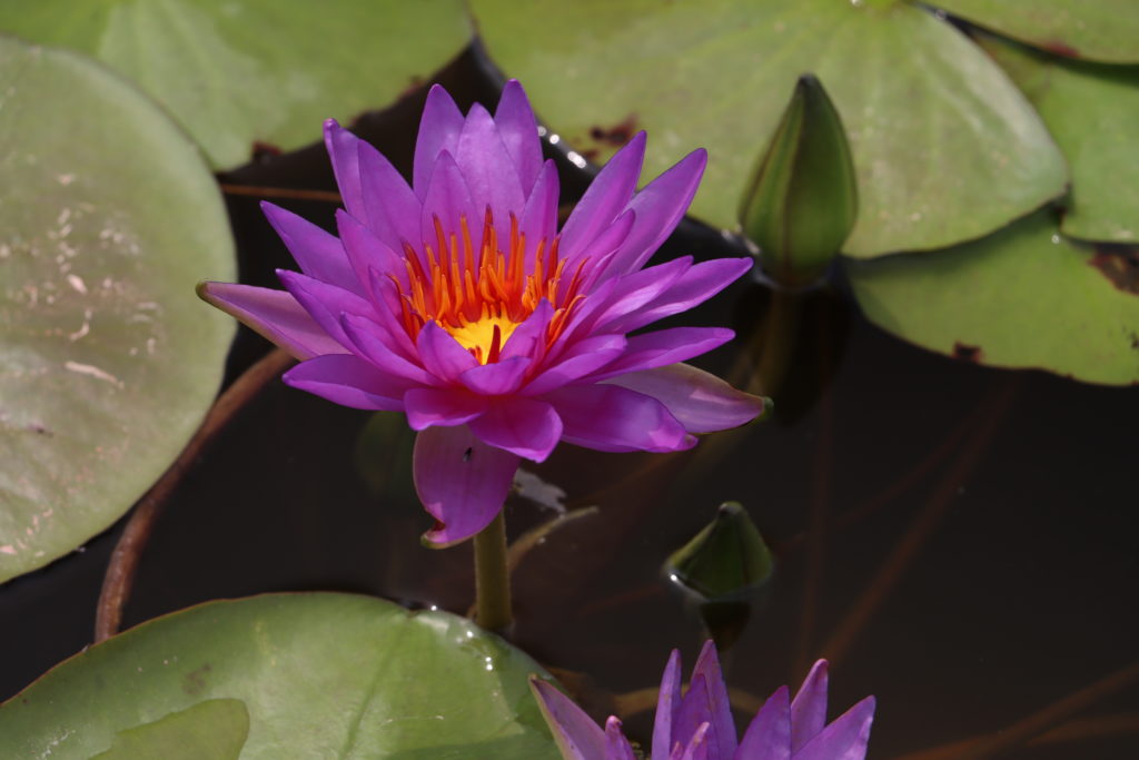 2021 ISG Hardy waterlily 08 - July 24 2021