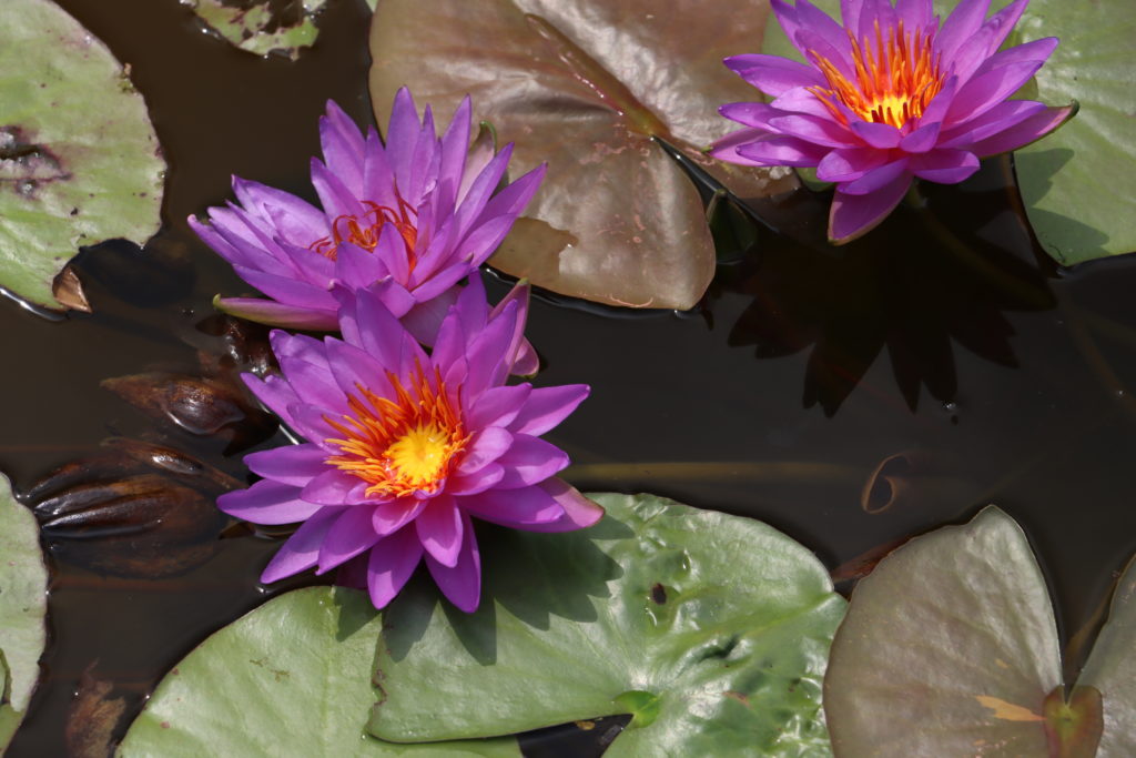 2021 ISG Hardy waterlily 08 - July 25 2021