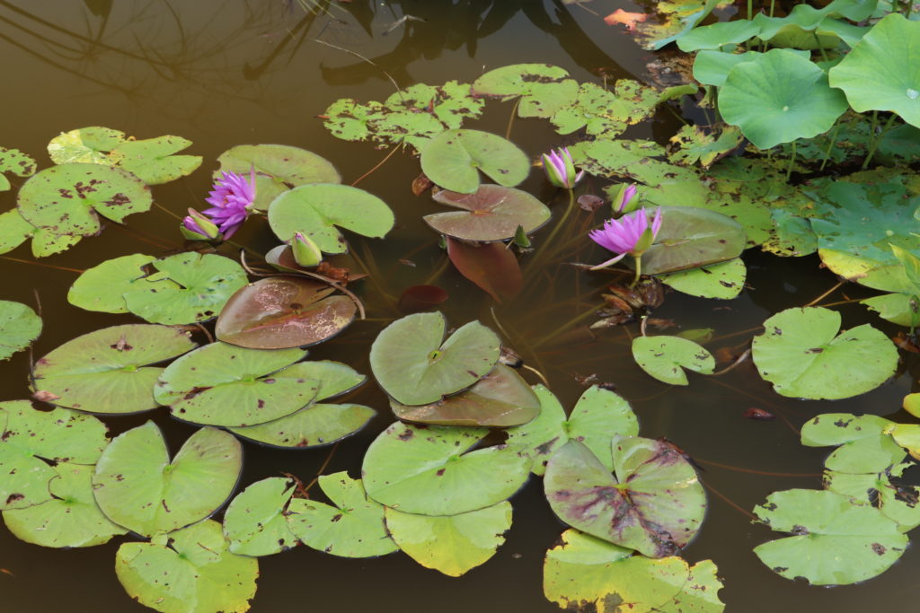 2021 ISG Hardy waterlily 08 - July 28 2021