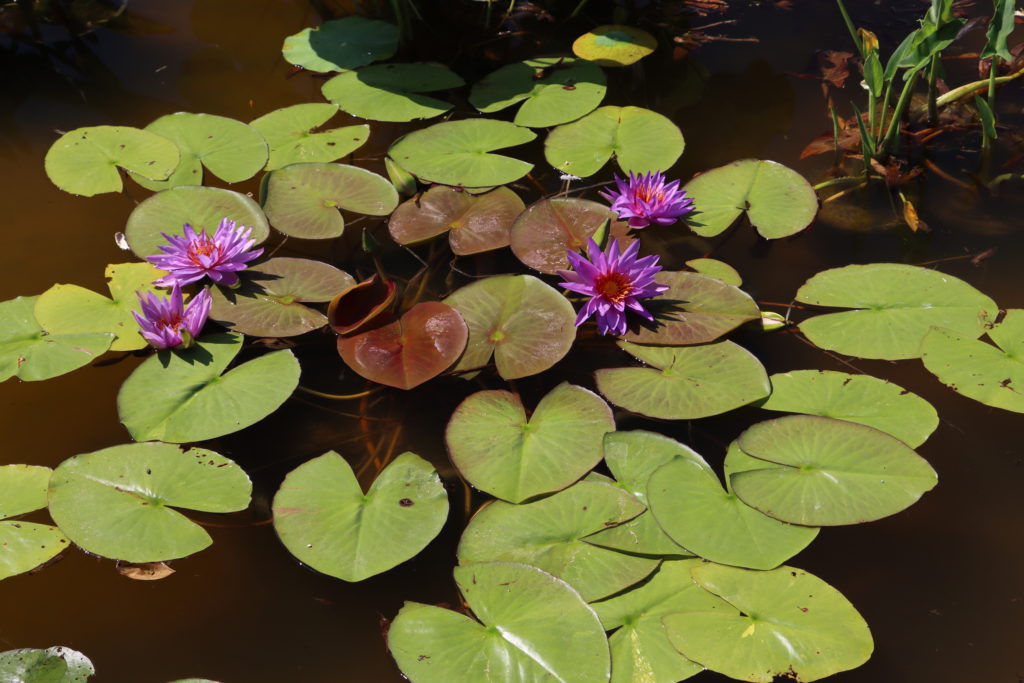 2021 ISG Hardy waterlily 08 - August 14 2021