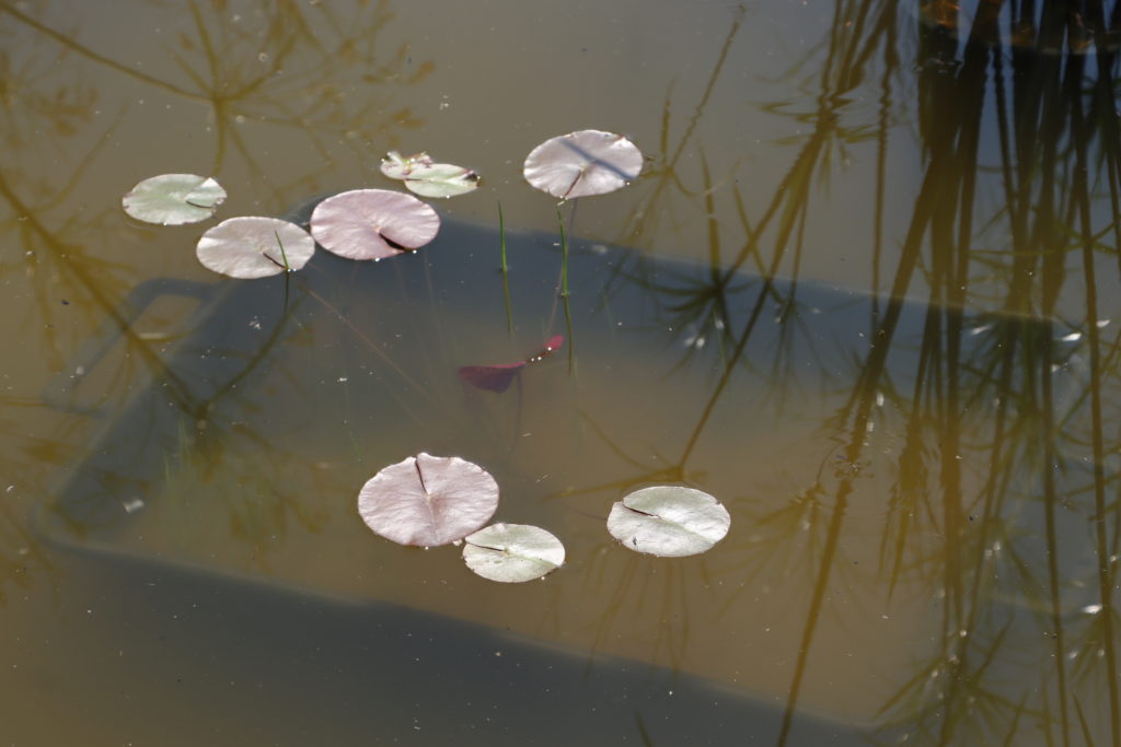 2021 ISG Hardy waterlily 09 - June 10 2021