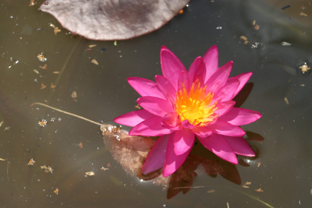 2021 ISG Hardy waterlily 09 - June 21 2021