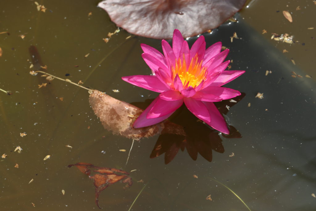 2021 ISG Hardy waterlily 09 - June 21 2021