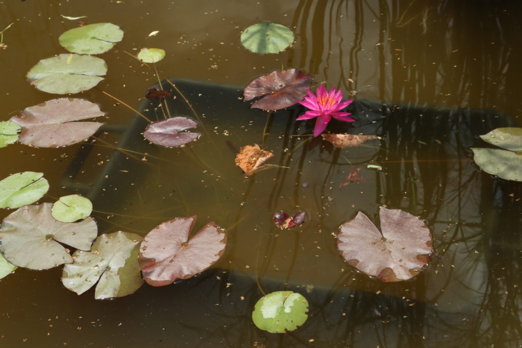 2021 ISG Hardy waterlily 09 - June 21 2021