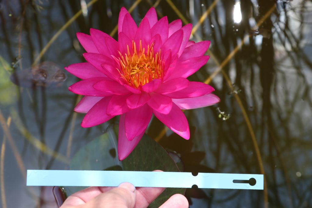 2021 ISG Hardy waterlily 09 - August 27 2021