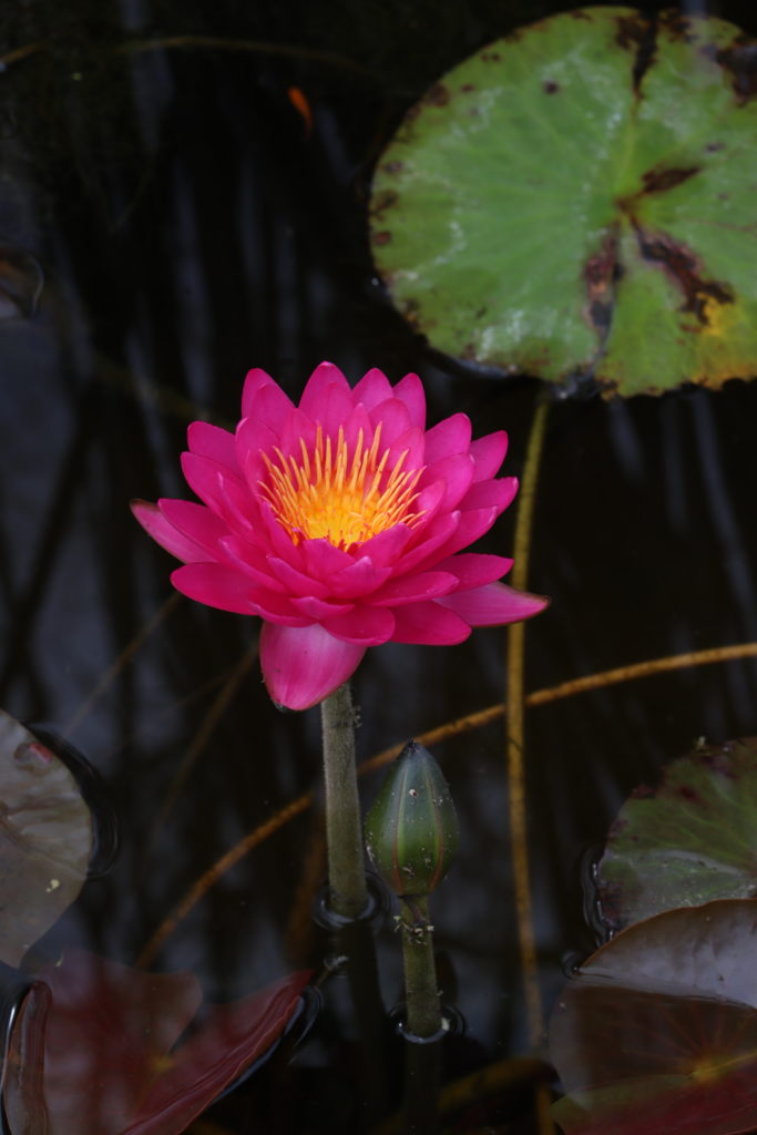 2021 ISG Hardy waterlily 09 - September 15 2021