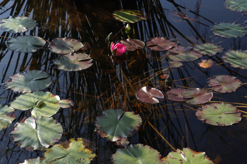 2021 ISG Hardy waterlily 09 - September 22 2021