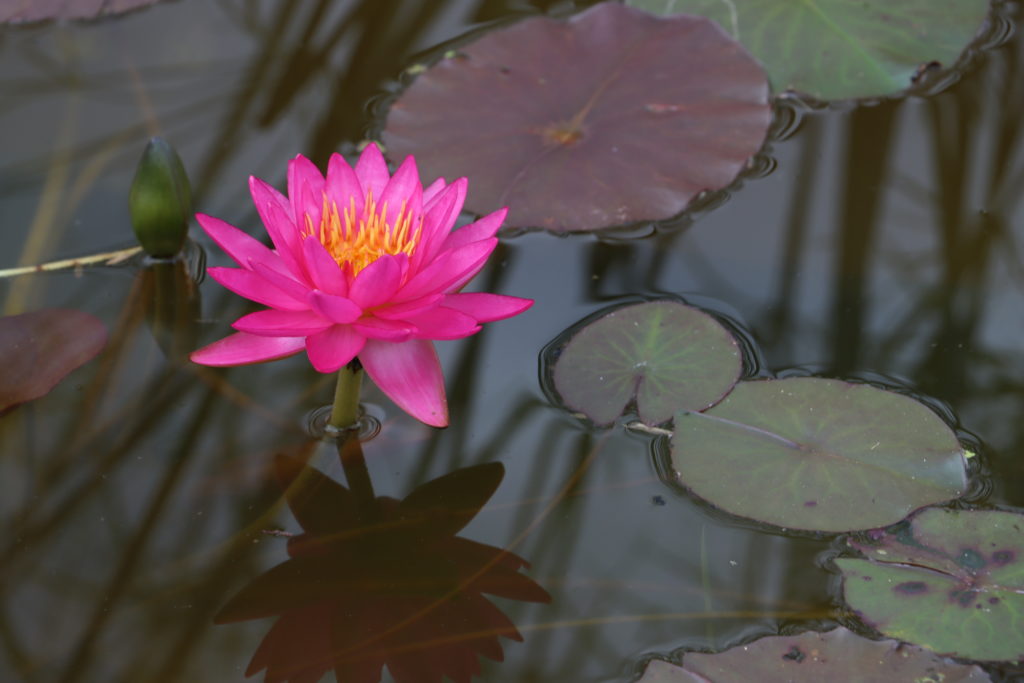 2021 ISG Hardy waterlily 09 - July 15 2021