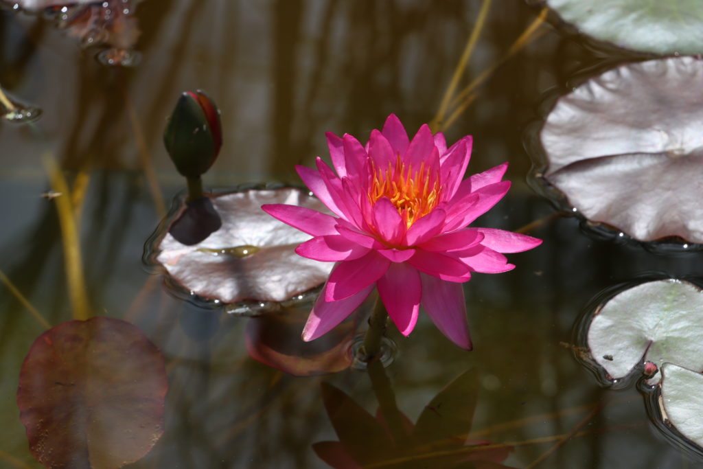 2021 ISG Hardy waterlily 09 - July 16 2021