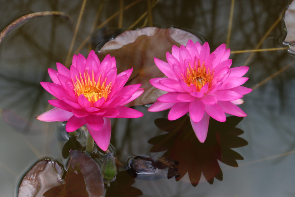 2021 ISG Hardy waterlily 09 - July 25 2021