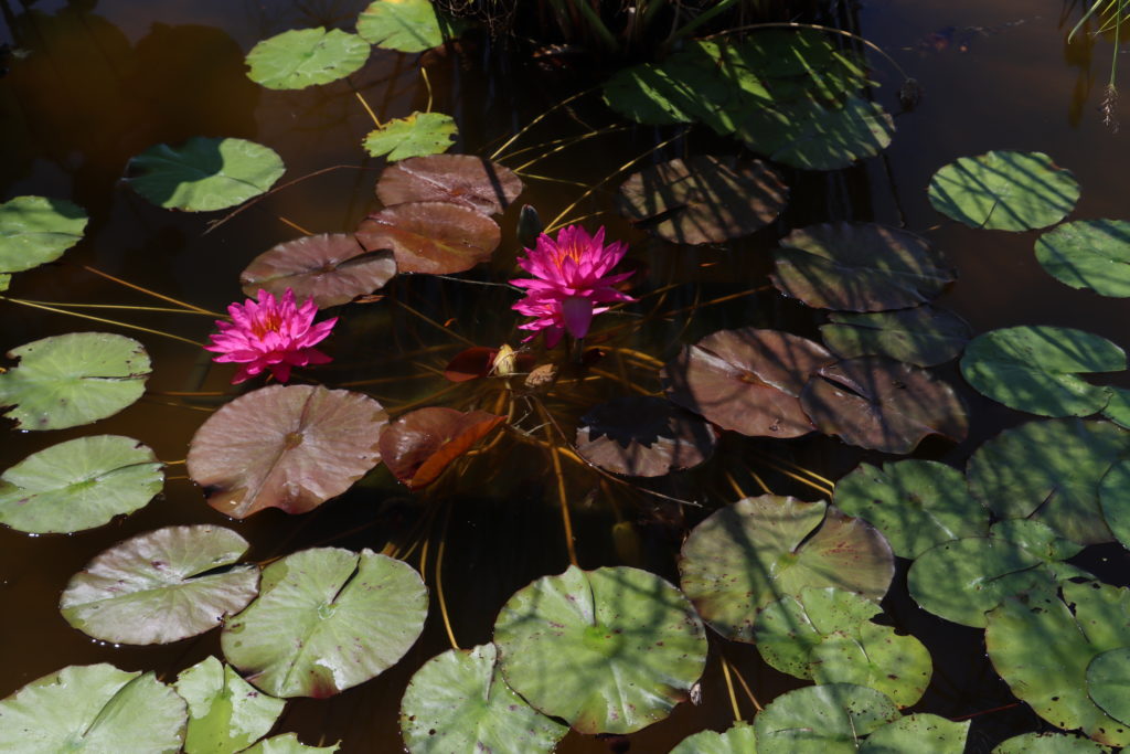 2021 ISG Hardy waterlily 09 - August 14 2021