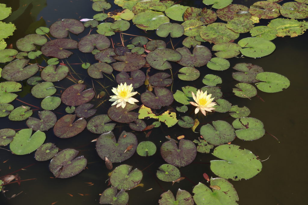 2022 Hardy Waterlily 01 - June 30 2022