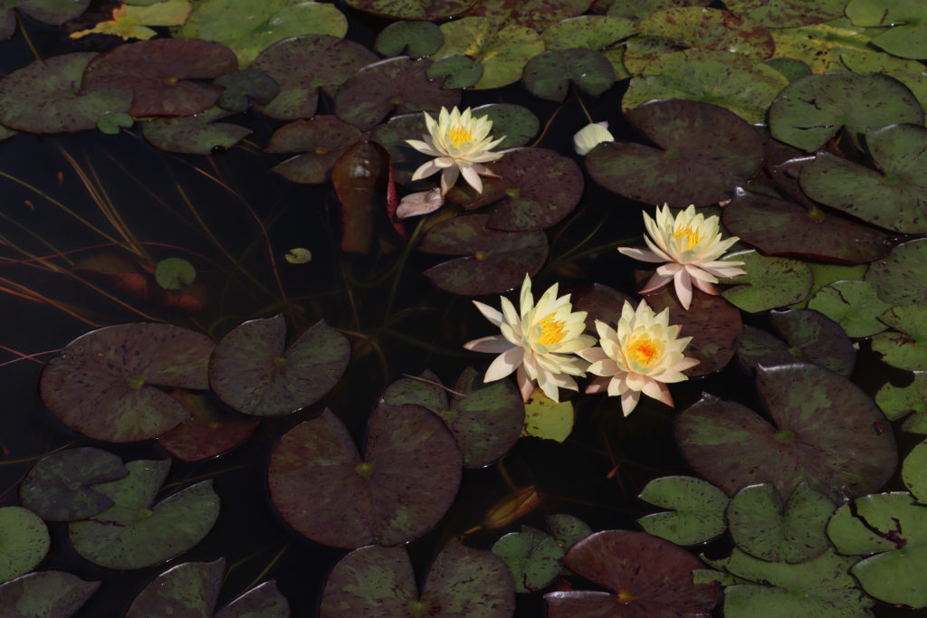 2022 Hardy Waterlily 01 - July 04 2022
