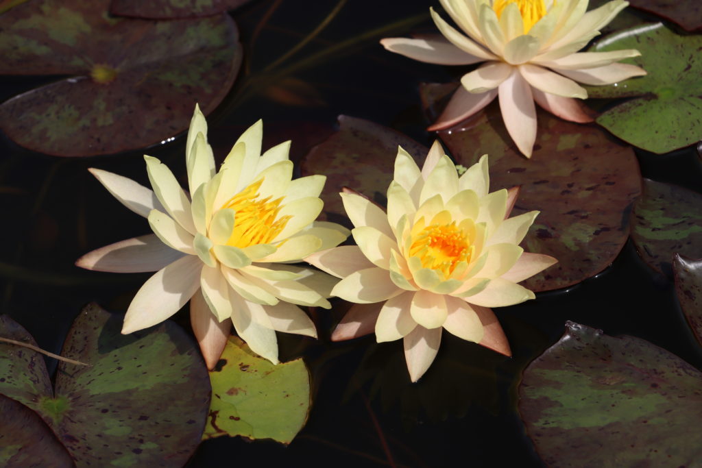2022 Hardy Waterlily 01 - July 04 2022
