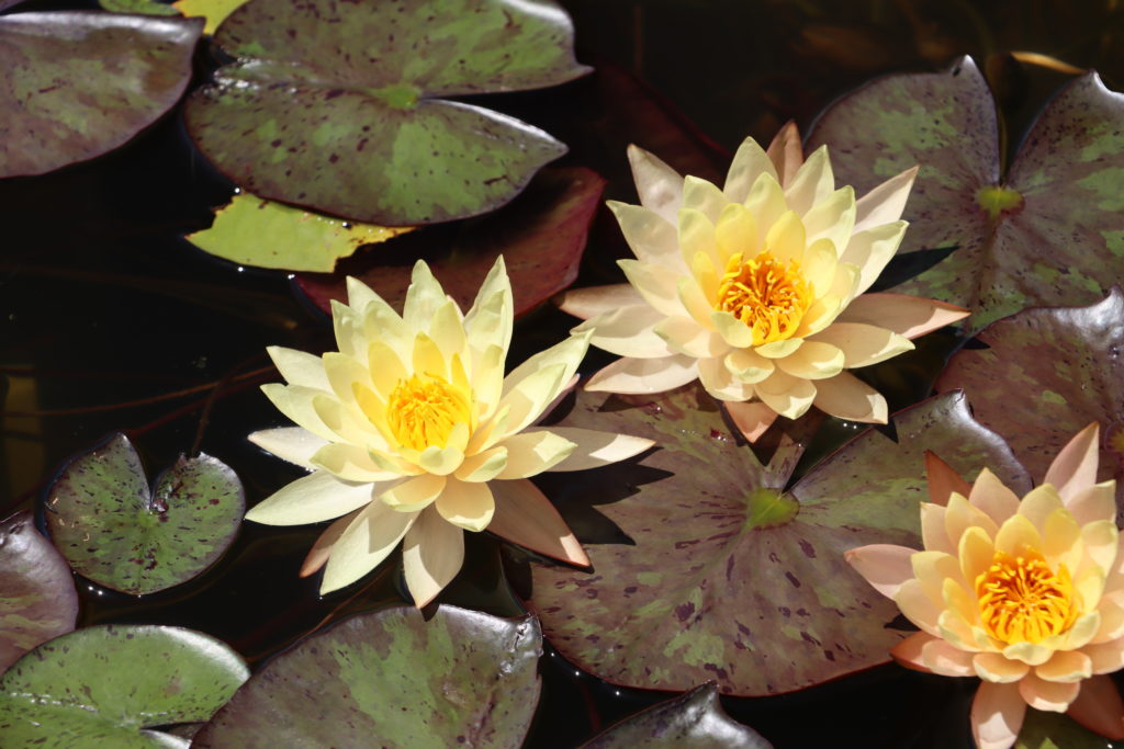2022 Hardy Waterlily 01 - July 05 2022