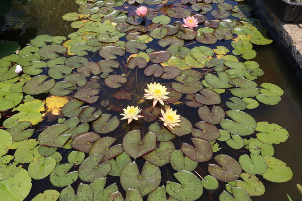 2022 Hardy Waterlily 01 - July 12 2022