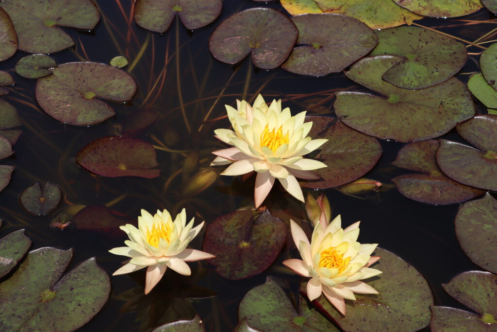 2022 Hardy Waterlily 01 - July 12 2022