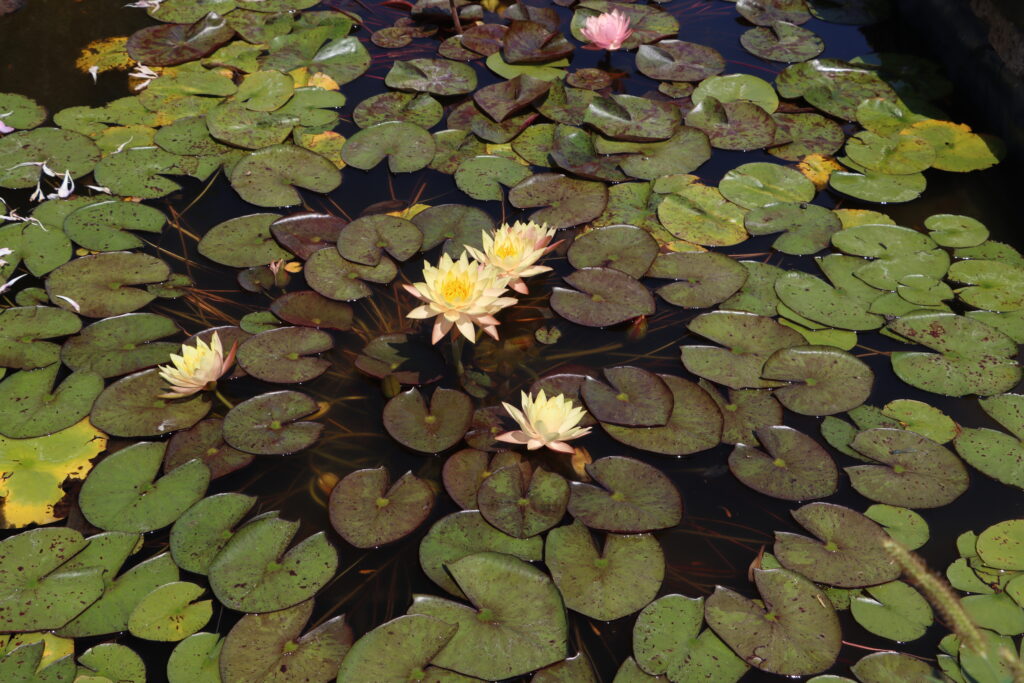 2022 Hardy Waterlily 01 - July 16 2022